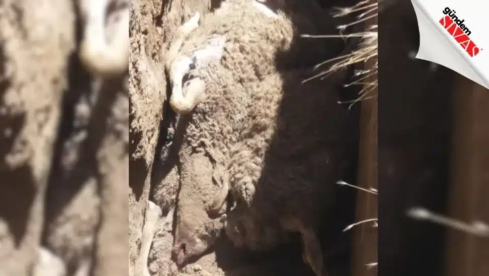 Kurban Bayram'ı Öncesi Büyük Şok Kurban Bayrami Oncesi Buyuk Sok2 jpg | Gündem Sivas™ Haber