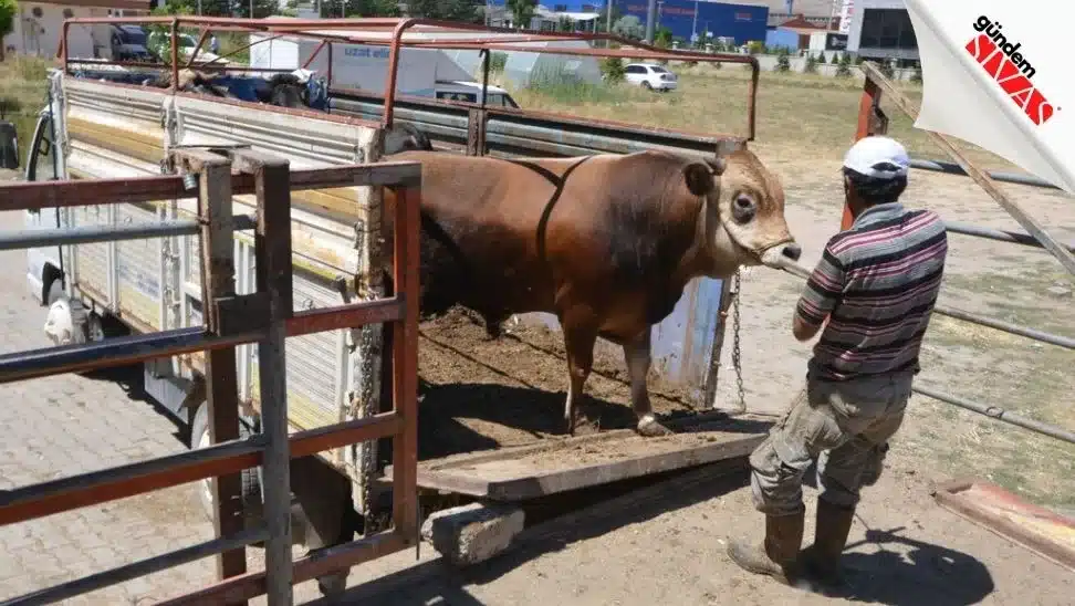 Hayat Ağacı Derneği Vekaletle Bu Yılda Kesti Hayat Agaci Derneginde Kurbanlar Kesildi2 jpg | Gündem Sivas™ Haber