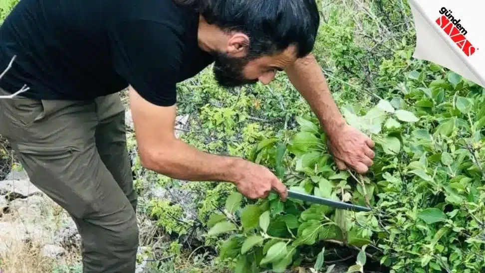 Doğal Yaşamın Gizemli Sakini Görüntülendi Dogal Yasamin Gizemli Sakini Goruntulendi 2 jpg | Gündem Sivas™ Haber