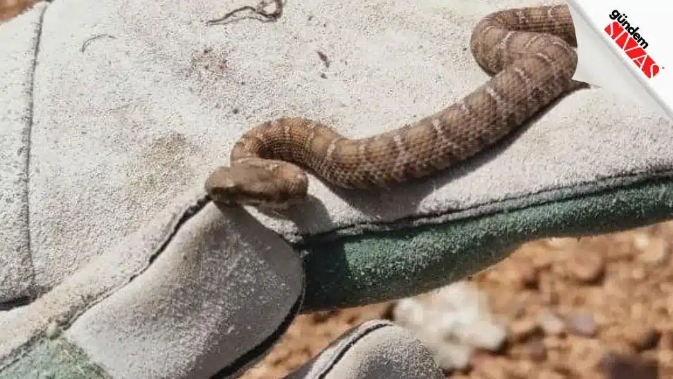 Doğal Yaşamın Gizemli Sakini Görüntülendi Dogal Yasamin Gizemli Sakini Goruntulendi jpg | Gündem Sivas™ Haber