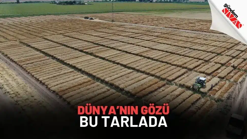Dunyanin Gozu Bu Tarlada jpg | Gündem Sivas™ Haber