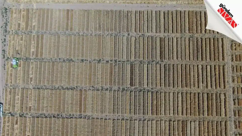 Dunyanin Gozu Bu Tarlada2 jpg | Gündem Sivas™ Haber