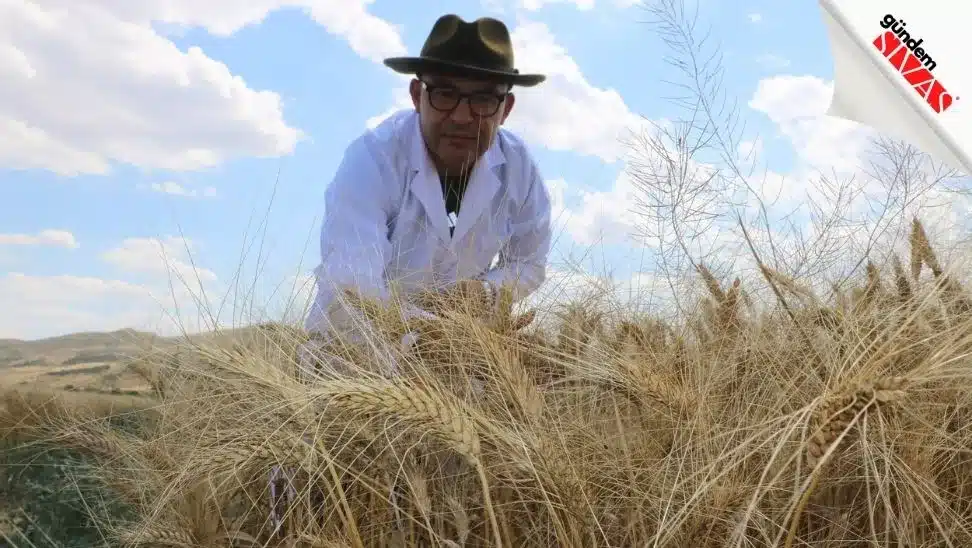 Dunyanin Gozu Bu Tarlada5 jpg | Gündem Sivas™ Haber