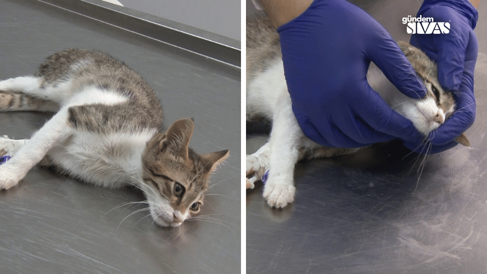 Bu Hastalığın Tedavisi Yok Bu Hastaligin Tedavisi Yok | Gündem Sivas™ Haber