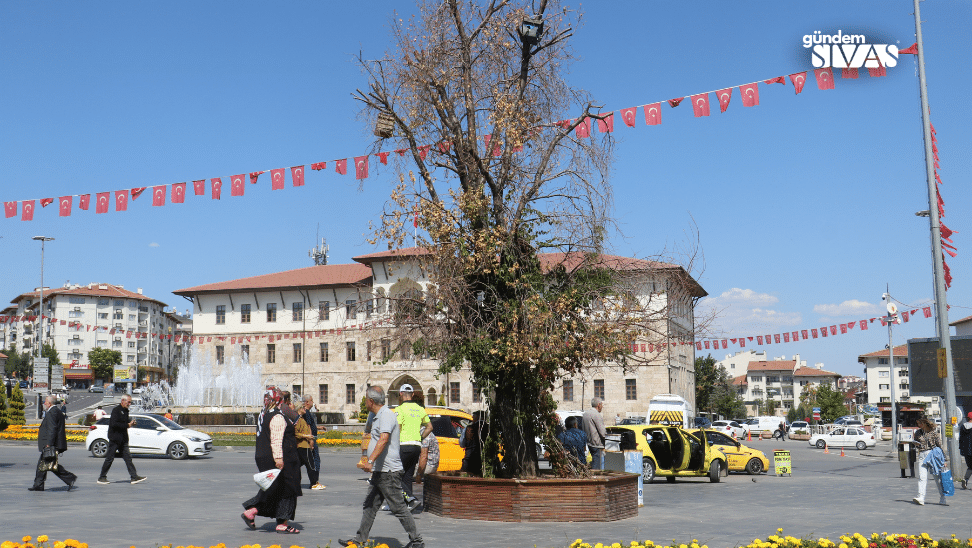 Sivas'ın Tek Ağacı Sivaslılar İçin Değerli