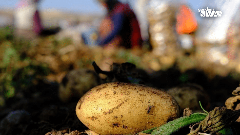 Sivasta Patates Ruzgari Rekor Uretim Suruyor1 | Gündem Sivas™ Haber