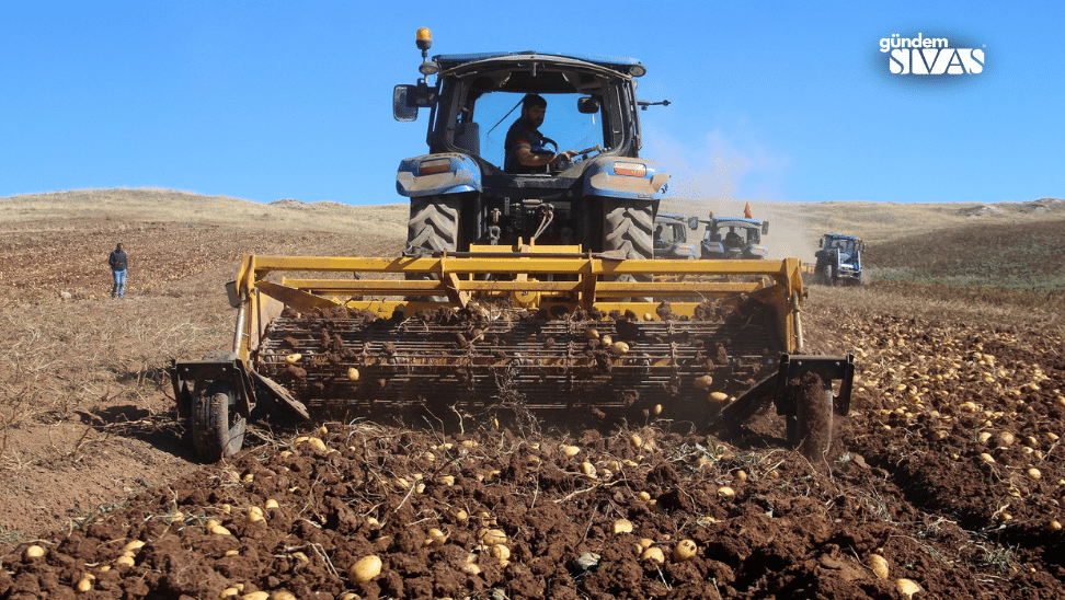 Sivasta Patates Ruzgari Rekor Uretim Suruyor3 | Gündem Sivas™ Haber