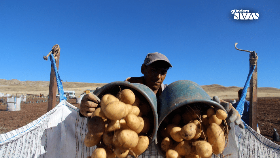 Sivasta Patates Ruzgari Rekor Uretim Suruyor4 | Gündem Sivas™ Haber