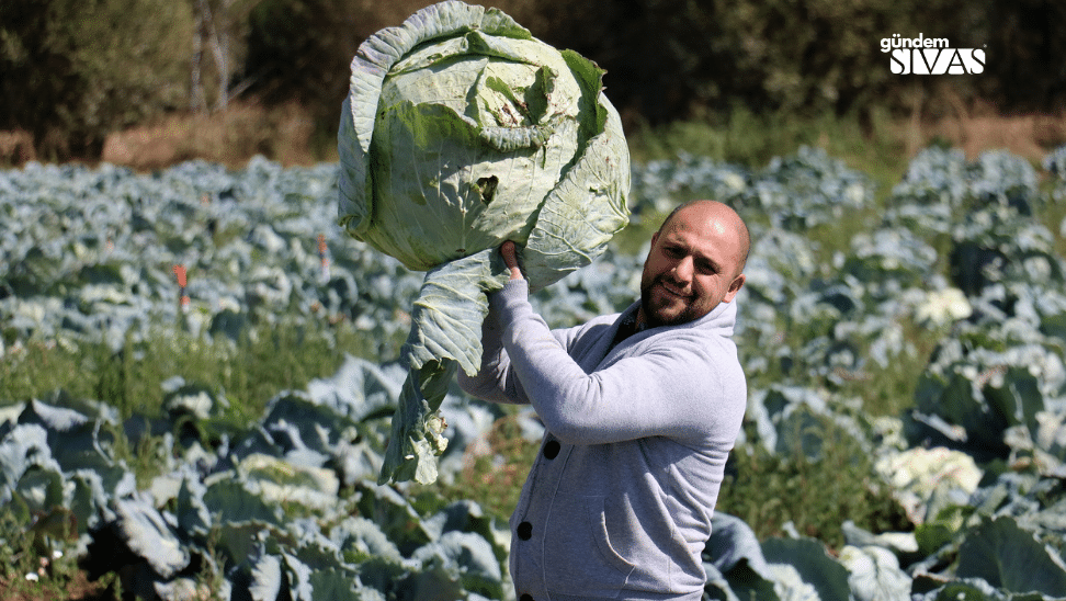Toprağın Büyülü Ürünü: Hasadı Başladı Topragin Buyulu Urunu Lahana Hasadi Basladi1 | Gündem Sivas™ Haber