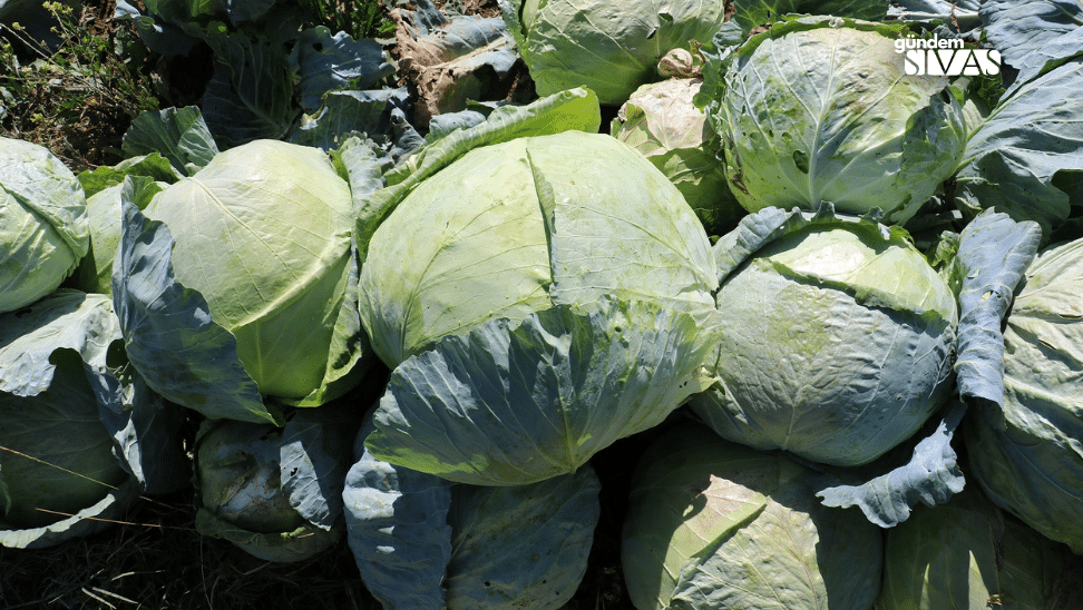 Toprağın Büyülü Ürünü: Hasadı Başladı Topragin Buyulu Urunu Lahana Hasadi Basladi2 | Gündem Sivas™ Haber