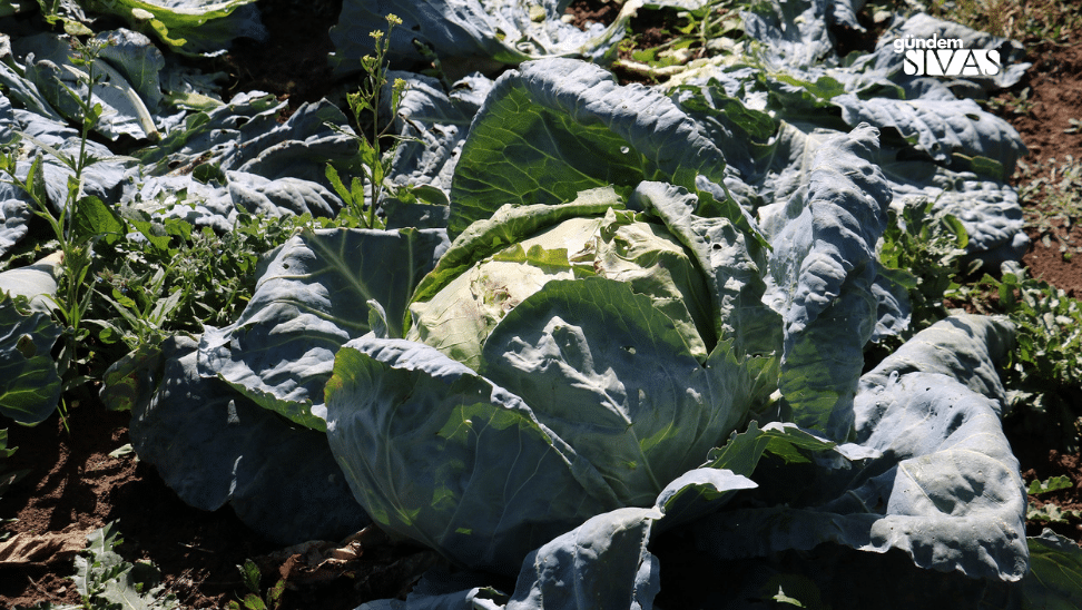 Toprağın Büyülü Ürünü: Hasadı Başladı Topragin Buyulu Urunu Lahana Hasadi Basladi3 | Gündem Sivas™ Haber