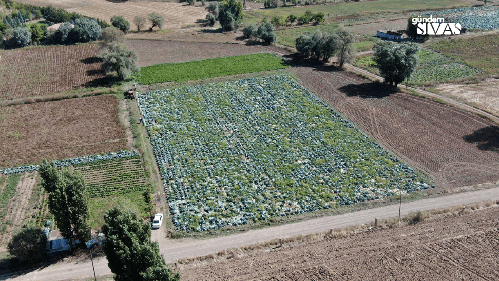 Toprağın Büyülü Ürünü: Hasadı Başladı Topragin Buyulu Urunu Lahana Hasadi Basladi4 | Gündem Sivas™ Haber