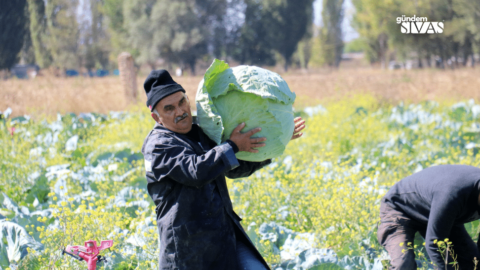 Toprağın Büyülü Ürünü: Hasadı Başladı Topragin Buyulu Urunu Lahana Hasadi Basladi5 | Gündem Sivas™ Haber