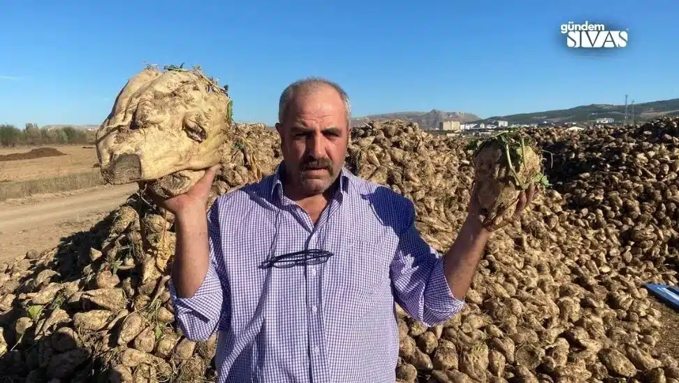 Mutfak Tüpü Büyüklüğündeki Pancarları Şaşırttı Mutfak Tupu Buyuklugundeki Pancarlari Sasirtti1 jpg | Gündem Sivas™ Haber