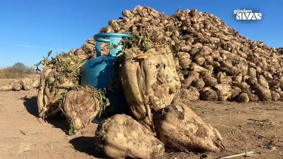Mutfak Tüpü Büyüklüğündeki Pancarları Şaşırttı Mutfak Tupu Buyuklugundeki Pancarlari Sasirtti2 jpg | Gündem Sivas™ Haber