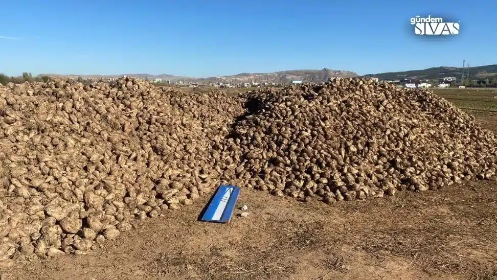 Mutfak Tüpü Büyüklüğündeki Pancarları Şaşırttı Mutfak Tupu Buyuklugundeki Pancarlari Sasirtti3 jpg | Gündem Sivas™ Haber