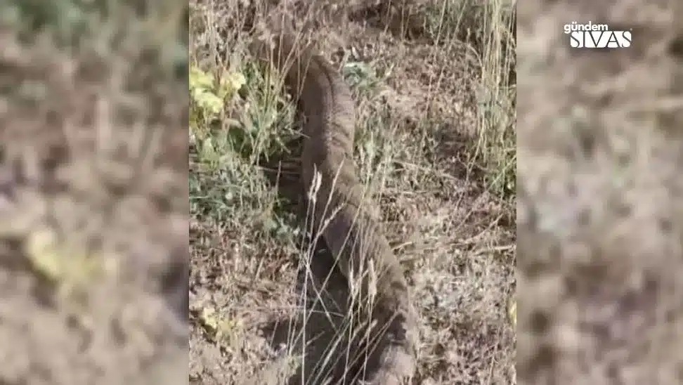 Sivas'ta 2 metrelik dev yılan görüldü, görenleri şaşkına çevirdi