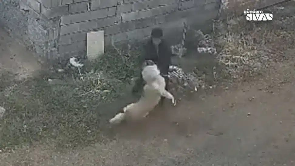 Tek Hamleyle, Saldıran Kangal'ı Durdurdu Tek Hamleyle Saldiran Kangali Durdurdu1 jpg | Gündem Sivas™ Haber