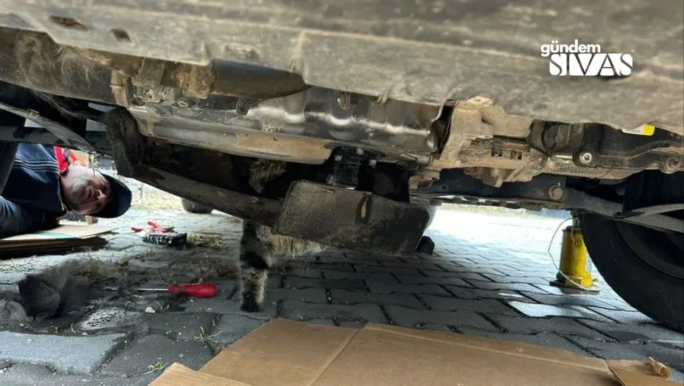 Araba Motoruna Sıkışan Kediyi İtfaiye Ekipleri Kurtardı Araba Motoruna Sikisan Kediyi Itfaiye Ekipleri Kurtardi 2 jpg | Gündem Sivas™ Haber