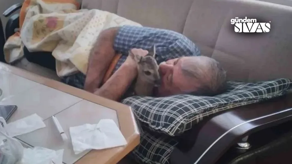 Sivasta Yavru Karacayi Hayata Dondurdu 2 jpg | Gündem Sivas™ Haber