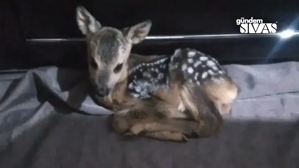 Sivasta Yavru Karacayi Hayata Dondurdu 3 jpg | Gündem Sivas™ Haber
